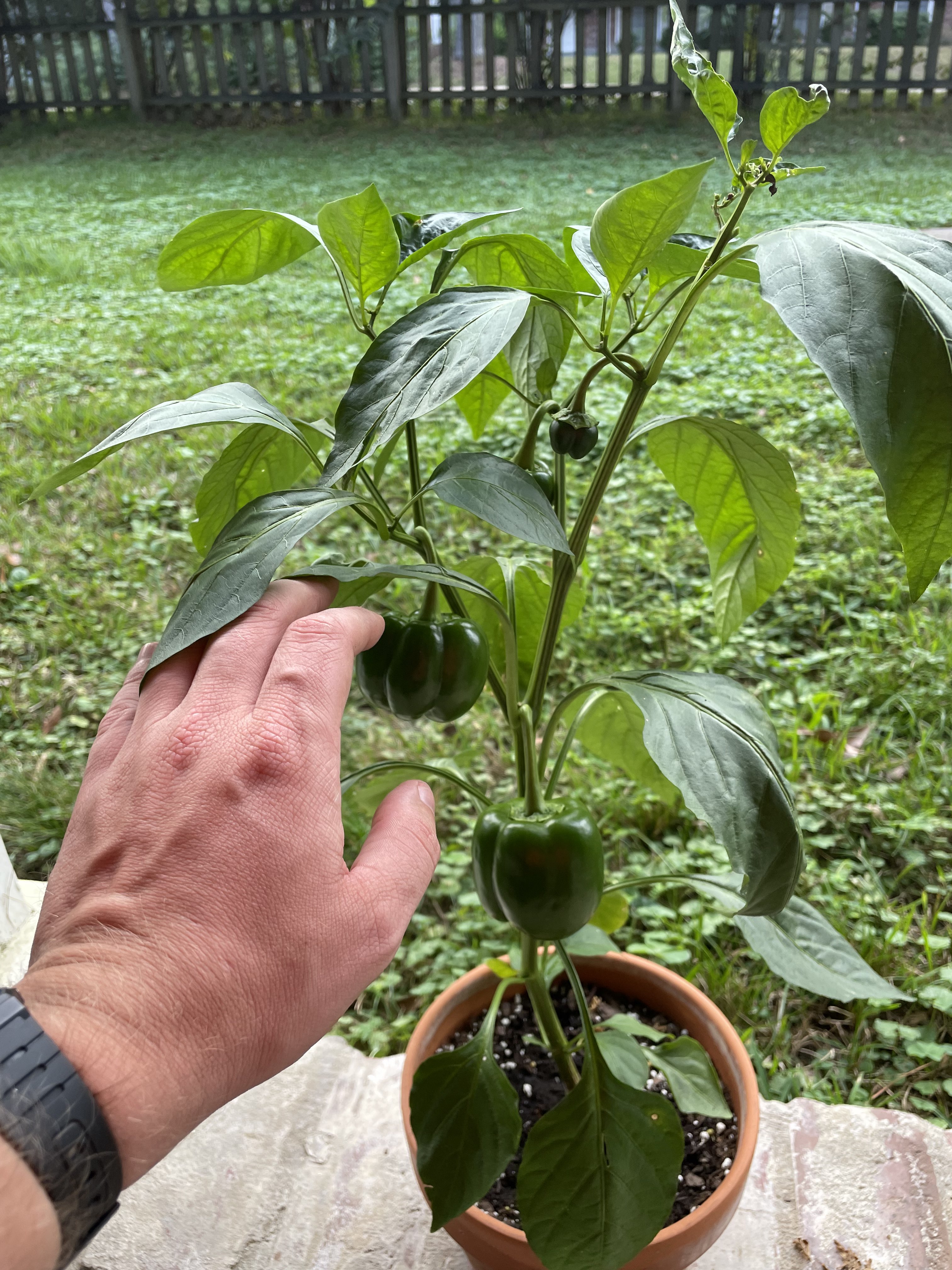 green pepper plant photo from 30 Sept